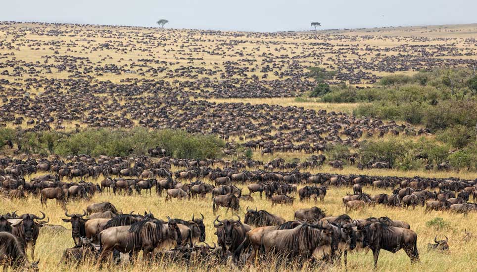 game viewing
